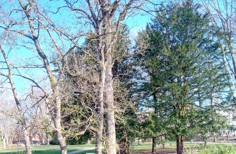 Bäume auf einer Wiese