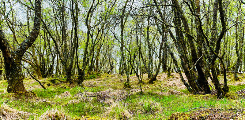 Bäume im Frühling