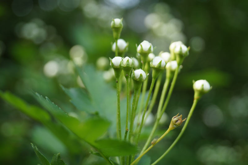Blüte des Weißdorns