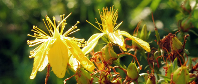 Blüten vom Johanniskraut