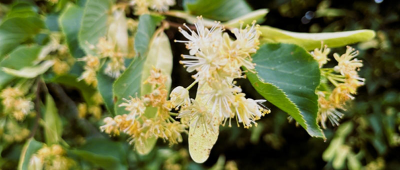 Lindenzweig mit Blühten und Blatt