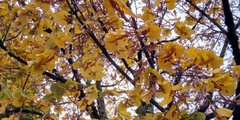 Gartengewisper zum Samhain-Ritual