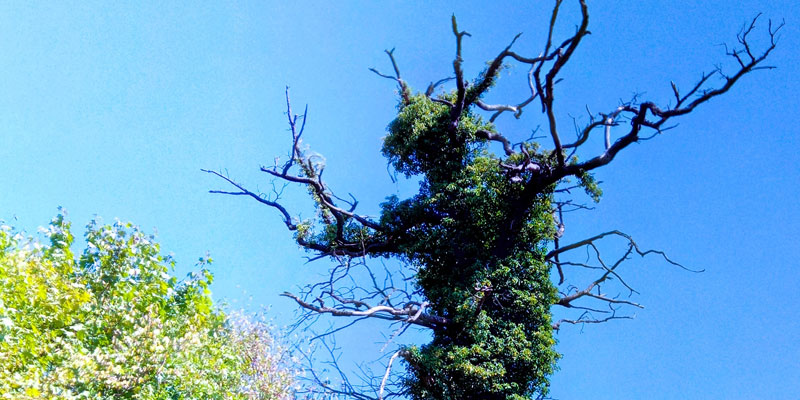 Abgestorbener Baum mit Eveu bewachsen. Wirkt wie ein Geist