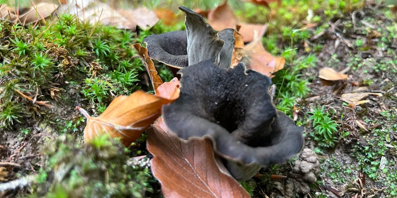 schwarze Pilse im Herbstlaub