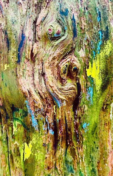 Farbige Rindenstrucktur