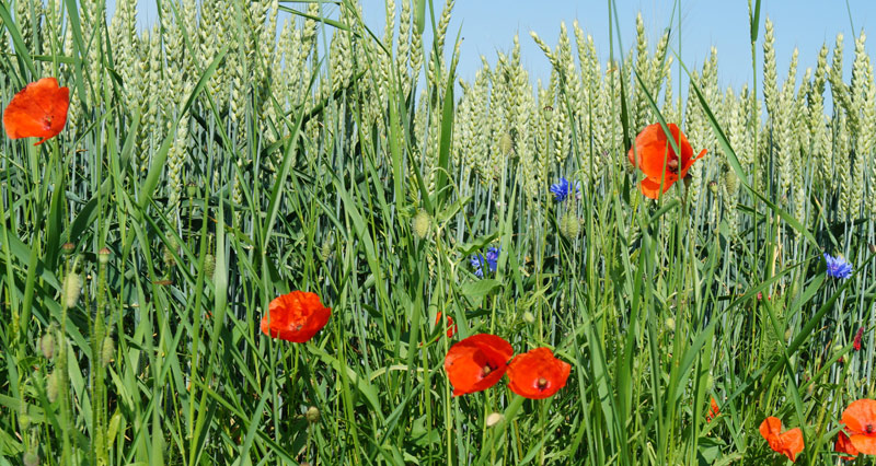 Kornfeld mit Mohn