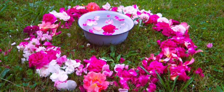 In einen Kreis gelegte Rosenblüten