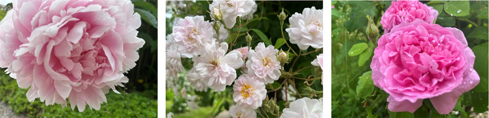 Rosenblüten